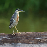 Striated (Green-backed) Heron portfolio