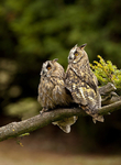 LONG EARED OWLS / REF LEO 2
