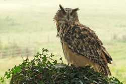Eagle Owl Portrait