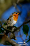 Robin m 010406 001a