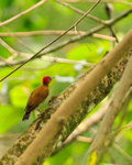Rufous-winged Woodpecker portfolio