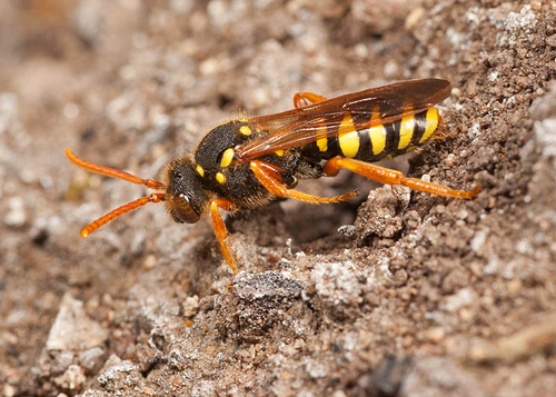 Female [i]Nomada goodeniana[/i]. Warwickshire, May 2012.