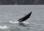 100726 DOLPHIN IMG_6348
