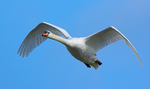 Mute Swan