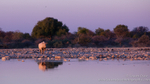 Sunset black rhino