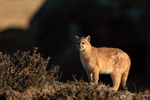 Puma cub, Torres del Paine, Chile