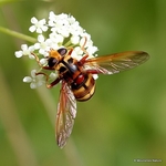 Milesia crabroniformis (Syrphidae, Hoverflies) F