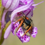 Jumping Spider (Philaeus chrysops)