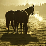 Autumn Mist