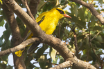 African Golden Oriole
