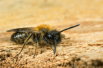 Andrena bicolor (m)