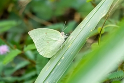 Common Emigrant