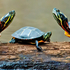 Eastern Painted Turtles Chrysemys picta picta.