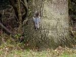 Grey Squirrel