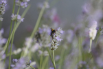 Insect_ 040