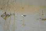 Black-winged Stilt