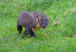 Pine Marten - Martes martes