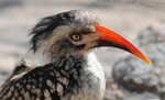 Red-billed Hornbill