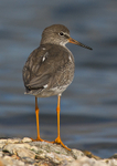 Redshank portrait