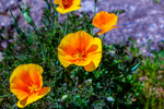 Californian poppy Eschscholzia californica-5522