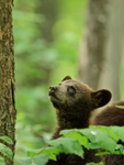 Black Bear cub looking up, Minnesota, USA