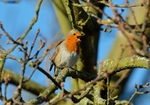 Robin