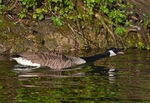 Canada Goose