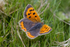 Small Copper Butterfly