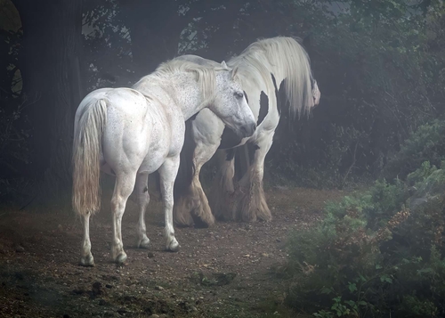 Another from our break in Norfolk. I got up at 05.30 when I saw it was a misty morning, and headed to the field with…