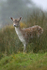 FALLOW DEER, Isle of Mull ref fd 3c