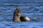 Elephant Seal bitten in fight at sea, Carcass Island, Falklands