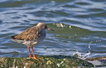 Redshank