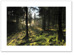 Clearances ♦ LOCH ARD FOREST