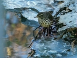 Northern Waterthrush