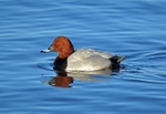 Common Pochard