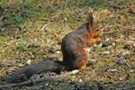 Red Squirrel