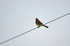 Fieldfare