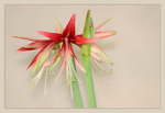 Hippeastrum 'Sumatra' 2