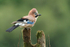 Eurasian Jay