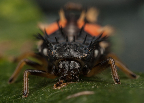 Harlequin Ladybird Larva, showing head and mouthparts. Warwickshire, August 2012.
