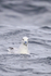 Southern Fulmar, off Cape Point, South Africa