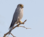 Grey Kestrel