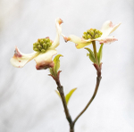 FLOWERING DOGWOOD