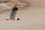 Andean Gull flying, wings up, El Tatio Geyser Field, Chile