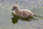 Cygnets 10