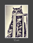 Cat-Sitting-Baker-Street