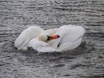 Mute Swan