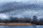Starling Murmurations, Avalon Marshes_GS1105