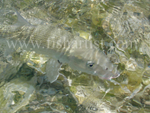 Bonefish Reflections 2010.