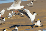 Gull Attack 5